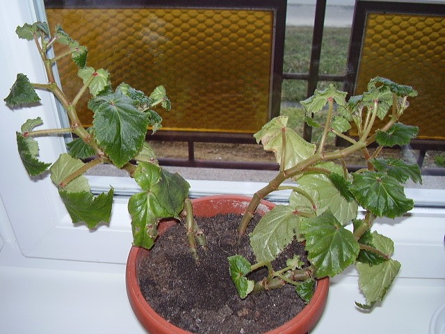 Begonia