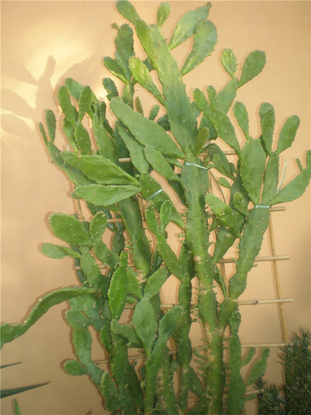 Opuntia