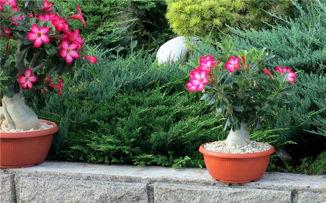 Adenium obesum