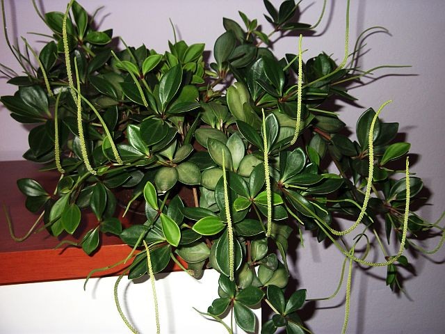 peperomia