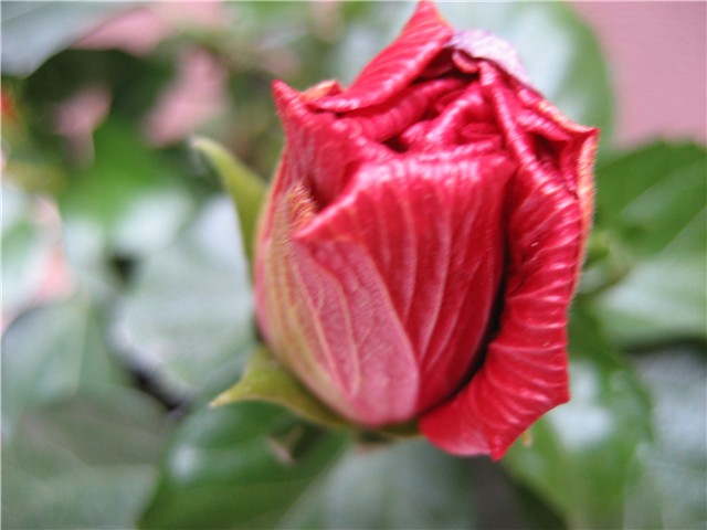 hibiskus