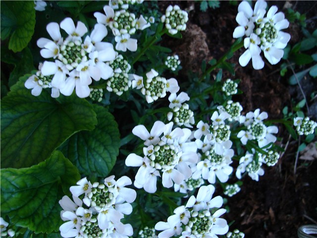 iberis