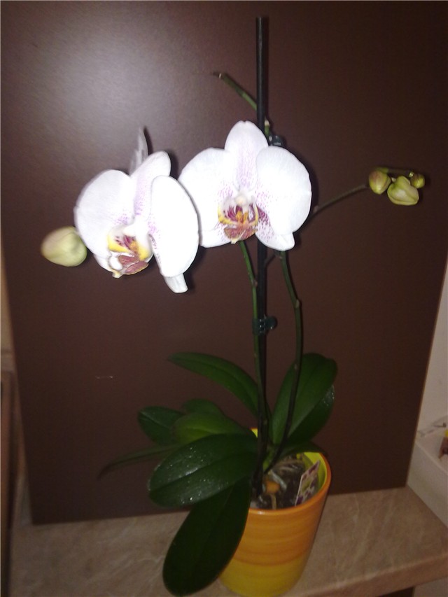 Phalaenopsis bijeli 2011