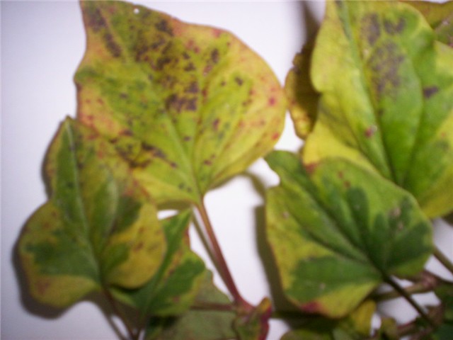 Horti%20-flanci%20