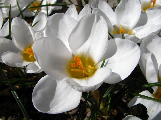 Crocus