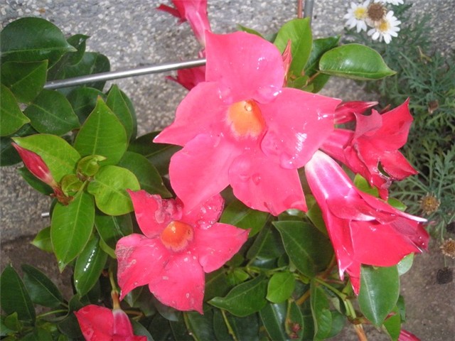 dipladenia