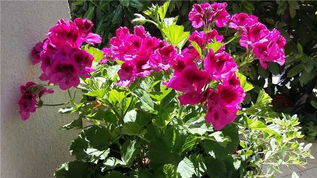 engleska pelargonija