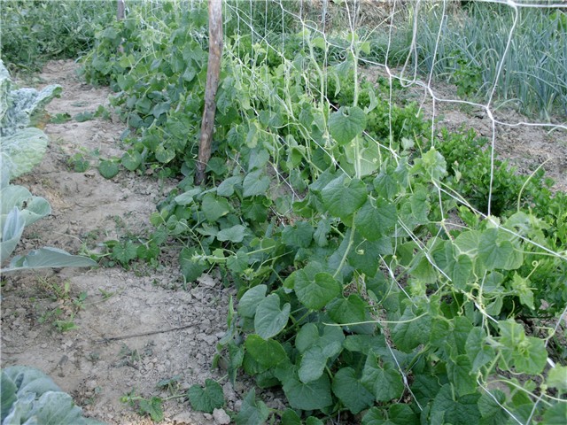  kiwano
