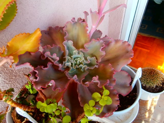 echeveria 