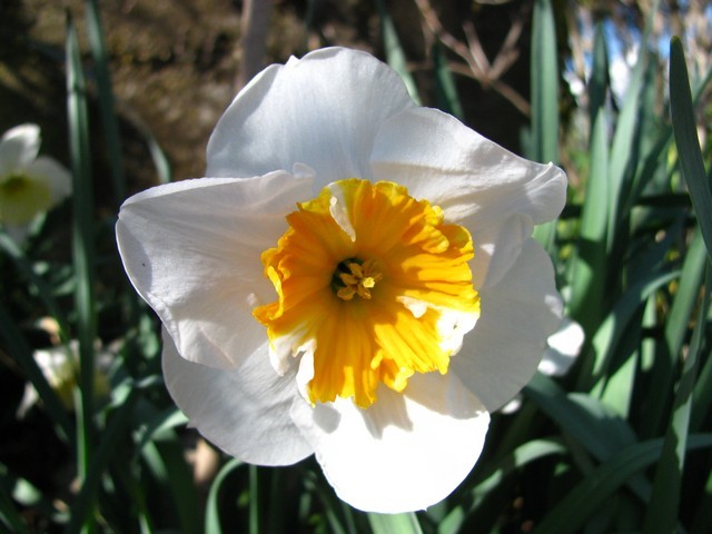 Narcissus 