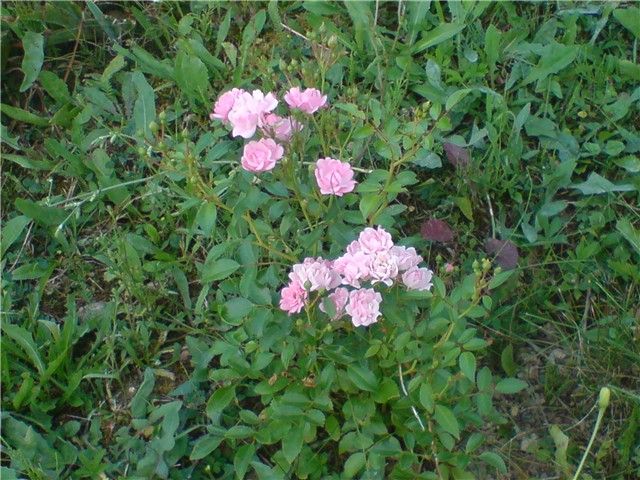 mini%20ruza
