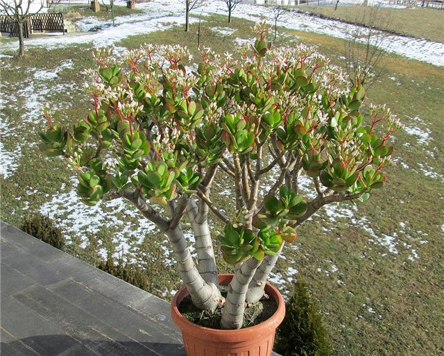 Crassula ovata