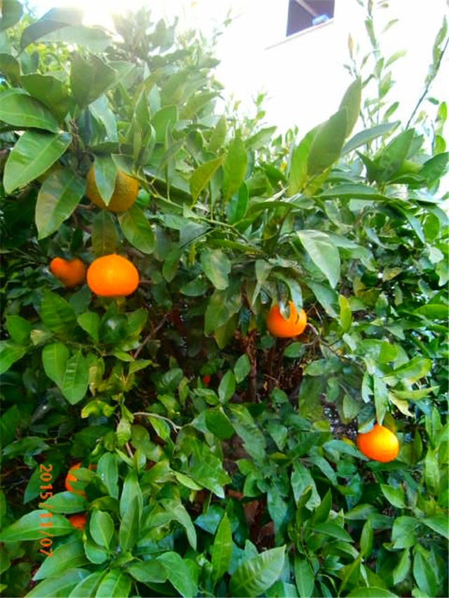 mandarina