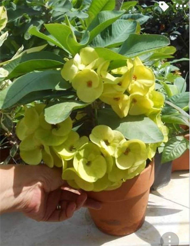 Euphorbia milii