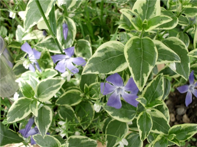 vinca minor