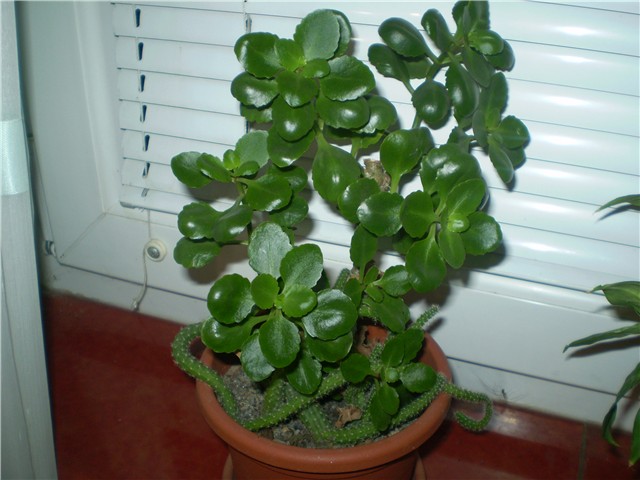 cvijet