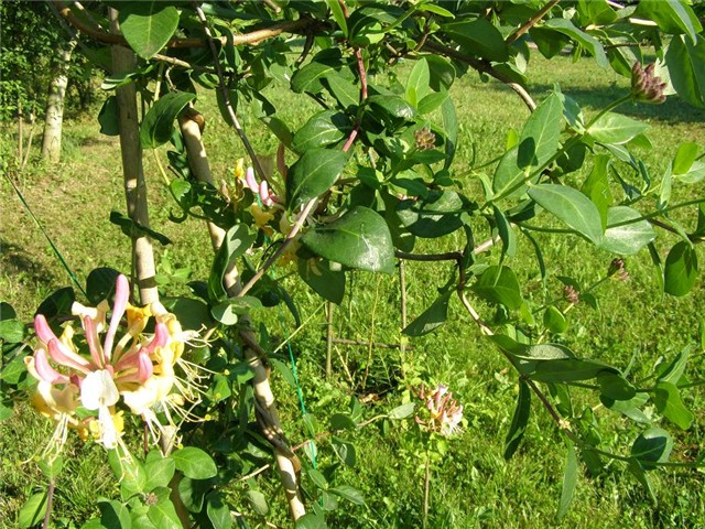 Lonicera