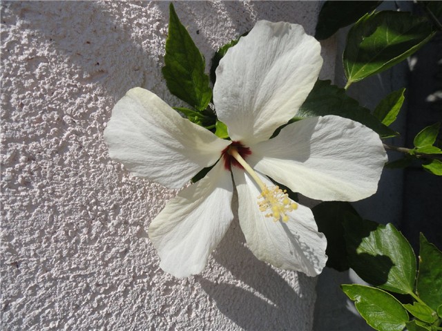cvijet