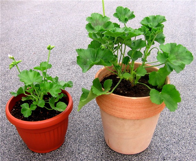 Pelargonium Calliope