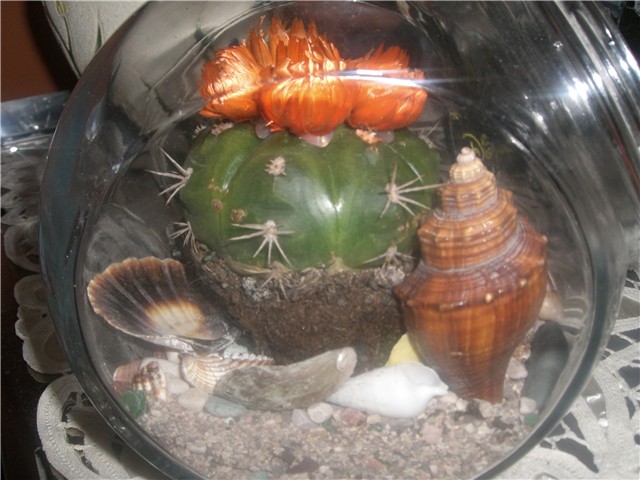 kaktus