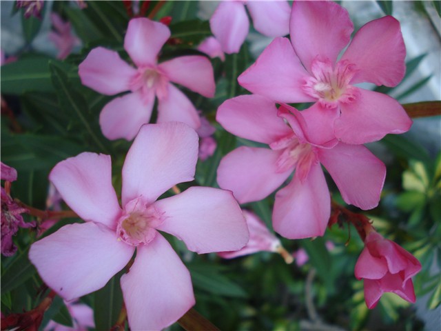 Nerium oleander