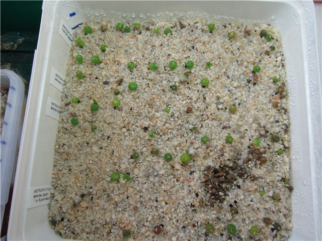 A. asterias, sijanci