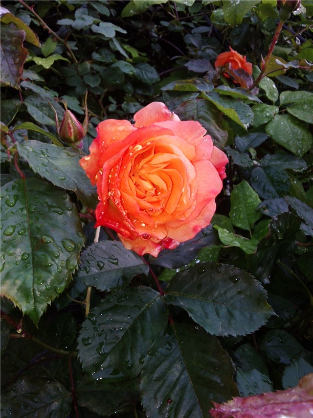 rosa Westerland