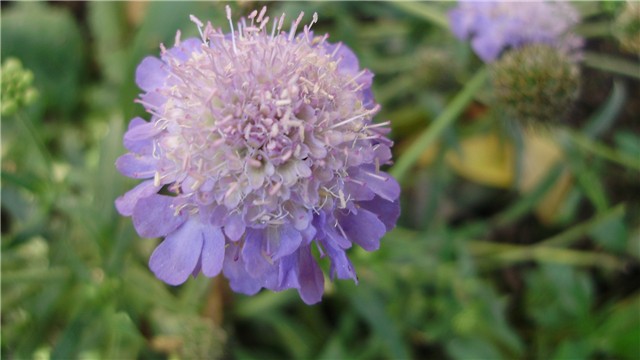 scabiosa - udovičica