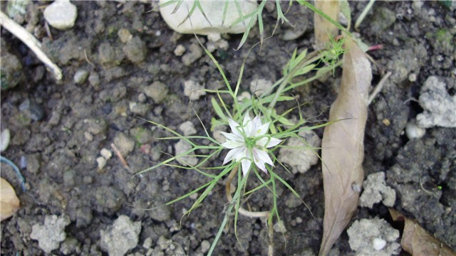 nigella damascena -crnjika ( djevojka u zelenom)
