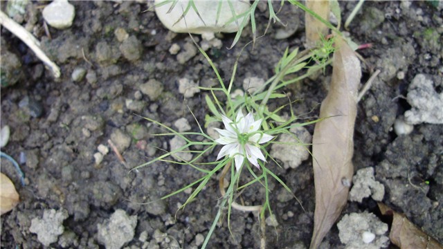 nigella%20damascena%20-crnjika%20%28%20djevojka%20u%20zelenom%29