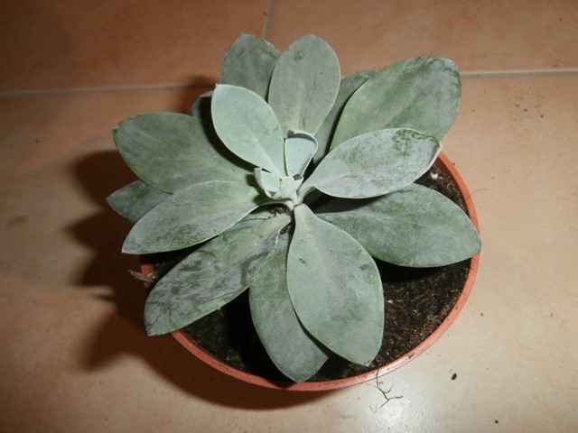 senecio