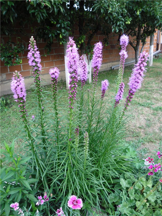 liatris
