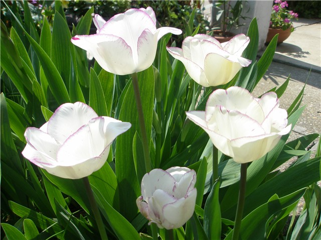 giga1