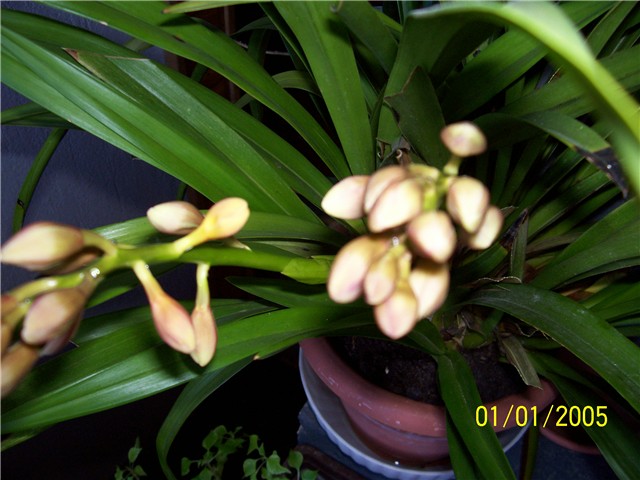 Cimbydium