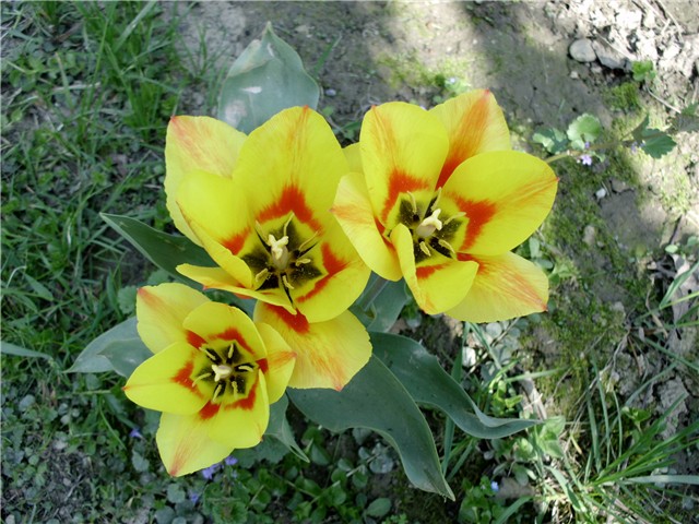 tulipani1