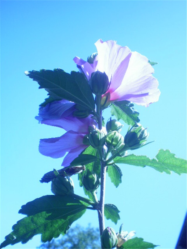 Hibiskus 