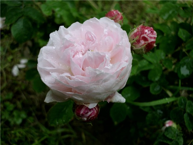  ruža damašćanka