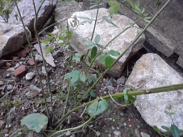 zimski jasmin