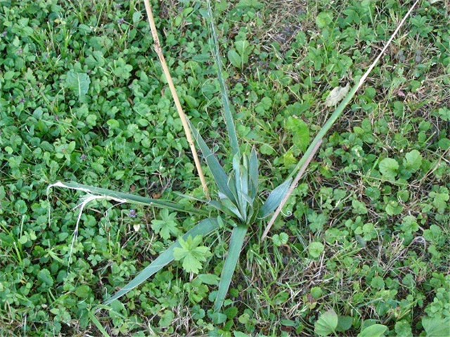 Palmica