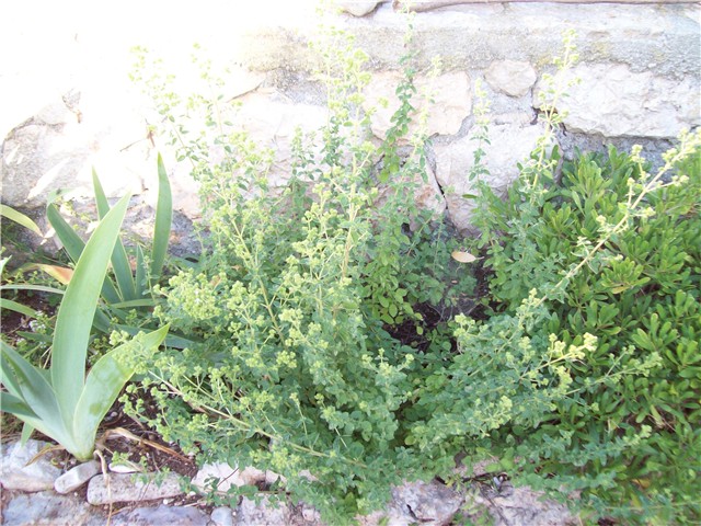 origano