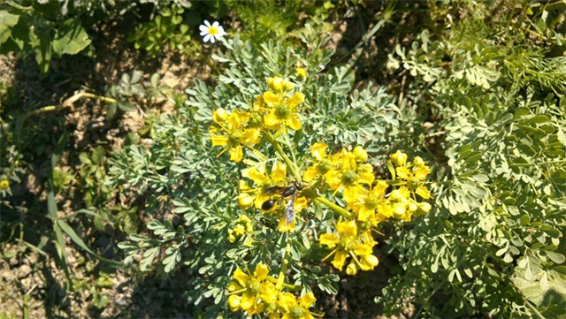 ruta occidentalis