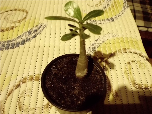  adenium