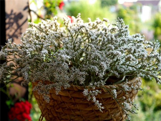 limonium tatarica