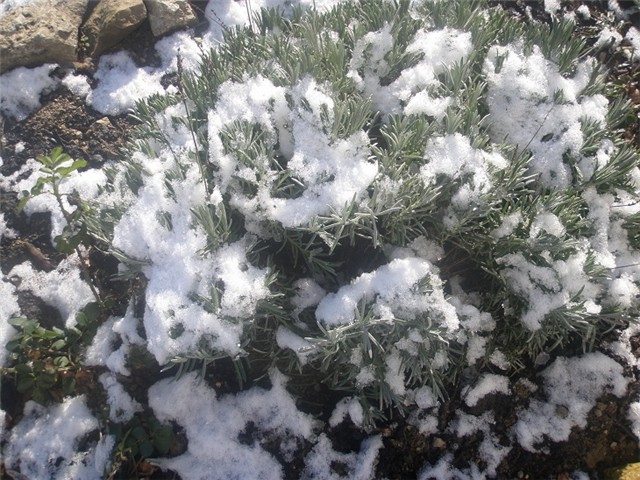 lavanda zimi