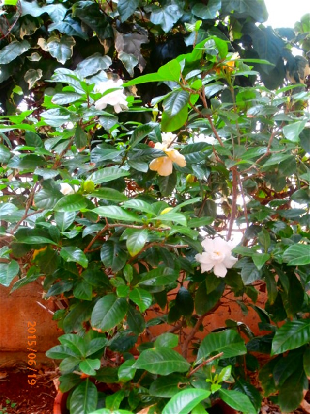 gardenija