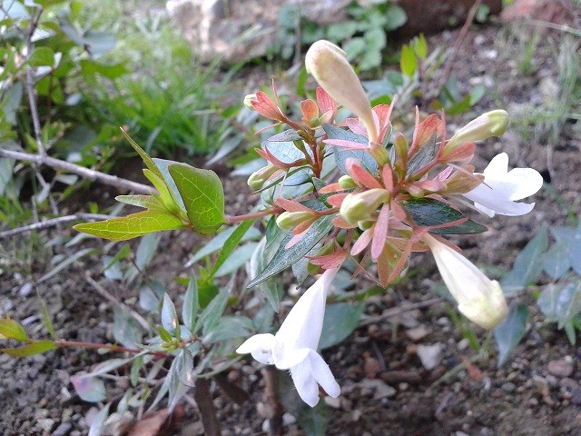 ABELIA