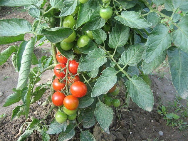 Rajčica cherry
