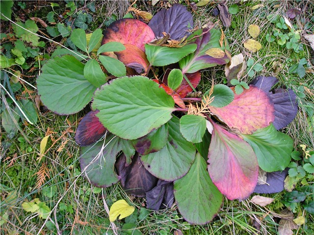 Bergenia