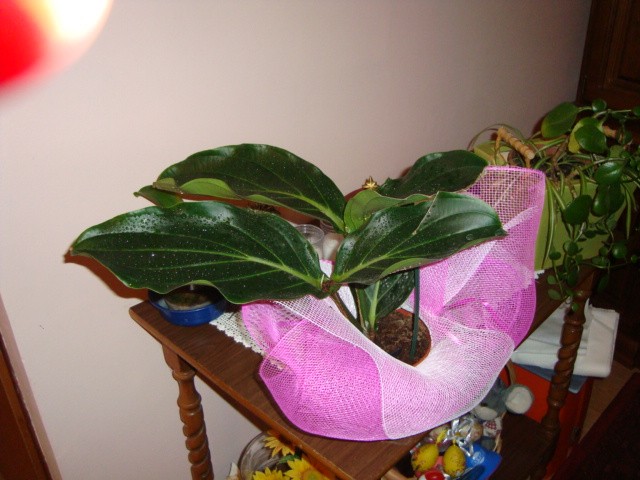 Medinilla Magnifica