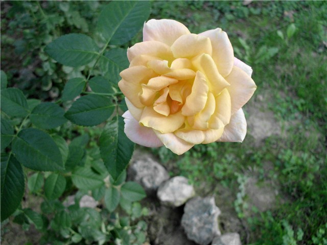 narančasta ruža1